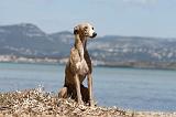 WHIPPET 036